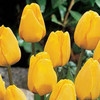 тюльпаны к 14 февраля в Пинске