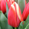 тюльпаны к 14 февраля в Пинске