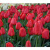 тюльпаны к 14 февраля в Пинске