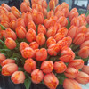 Тюльпаны опт в Пинске