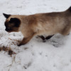 Кошечка ищет верного хозяина и друга в Пинске