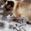 Кошечка ищет верного хозяина и друга в Пинске