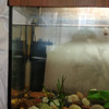 Продам аквариум с рыбками в Пинске