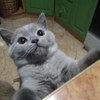 Британка короткошерстная в Пинске