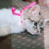 Котёнок модели Classik с дизайнерским тюнингом ищет самых заботливых хозяев в Пинске