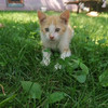 Рыжие котята-мышеловы в Пинске
